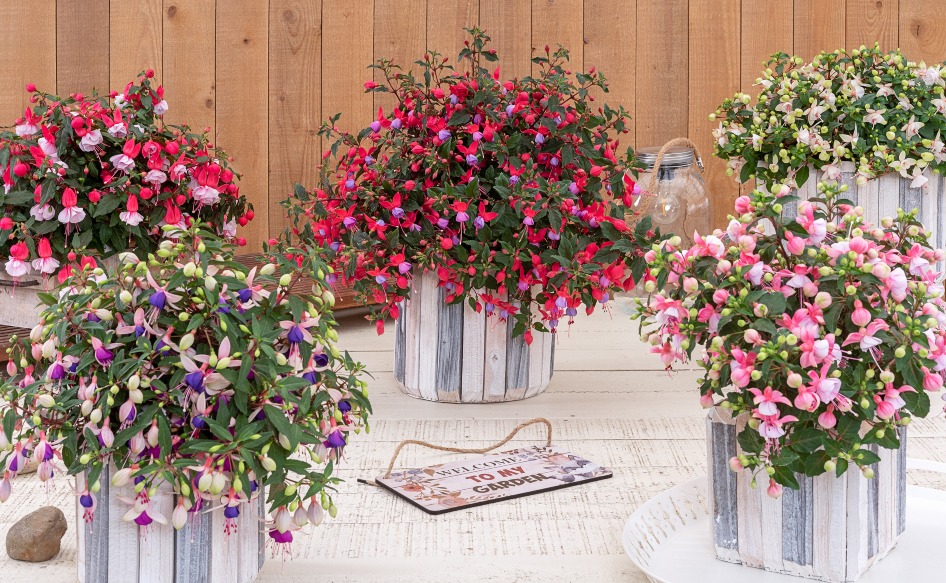 Fuchsia Ballerinas - in Bud And Bloom