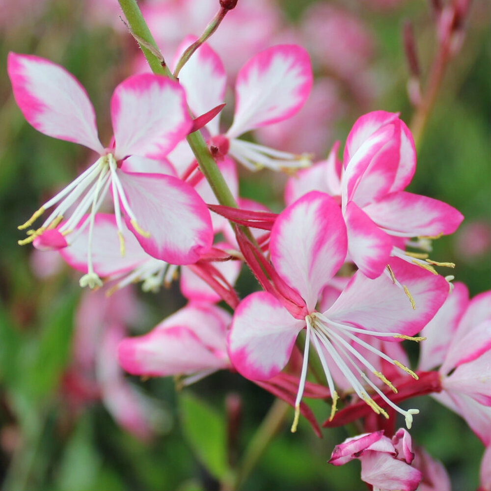 Gaura Lindheimeri Rosy Jane