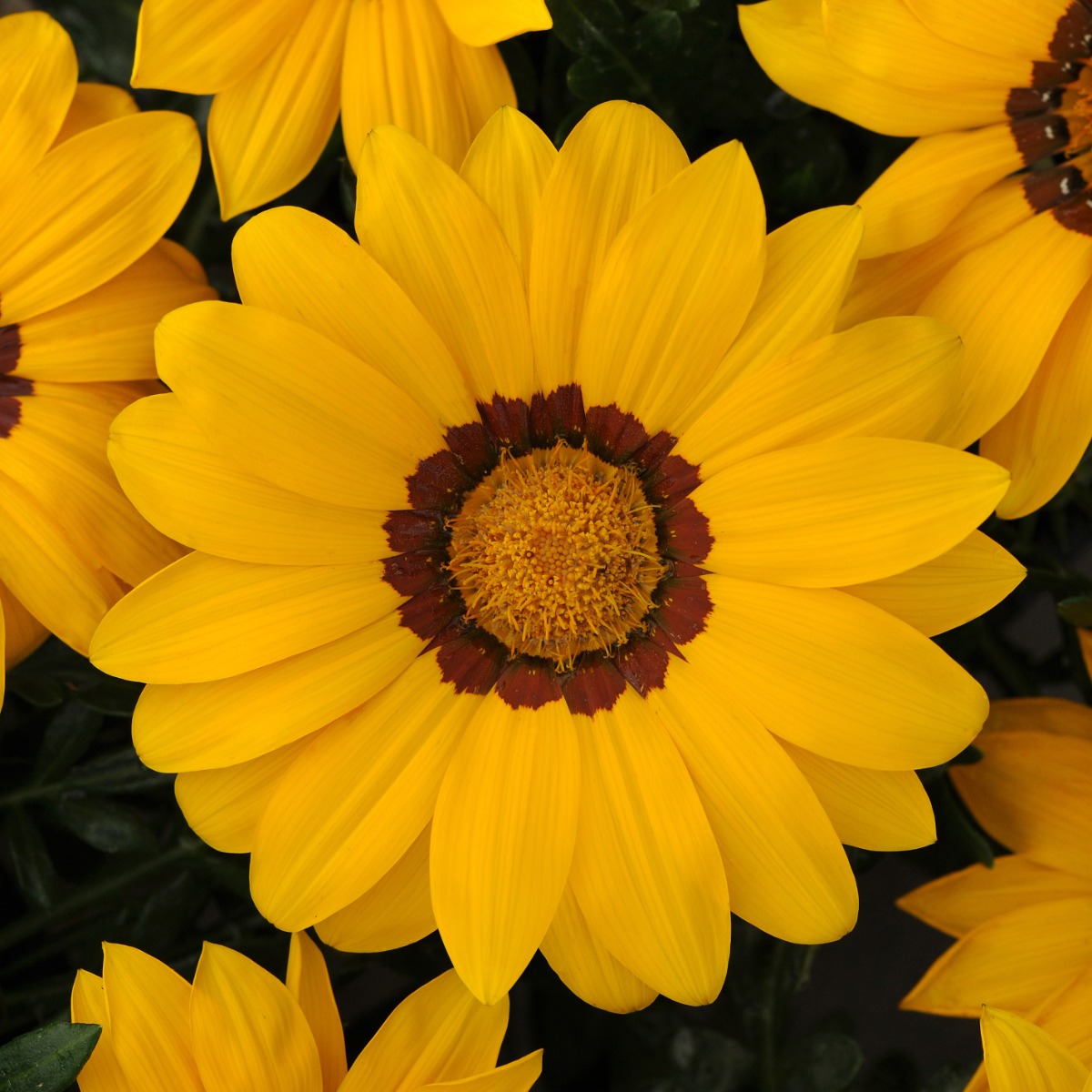 Gazania New Day Yellow
