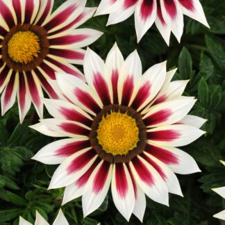 Gazania New Day Rose Stripe