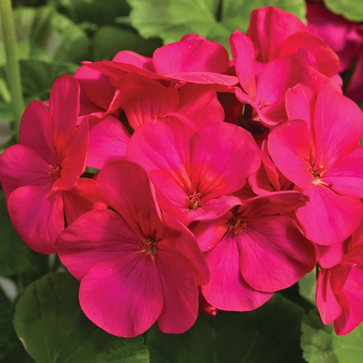 Geranium Maverick Violet - Pelargonium - Pack of 6