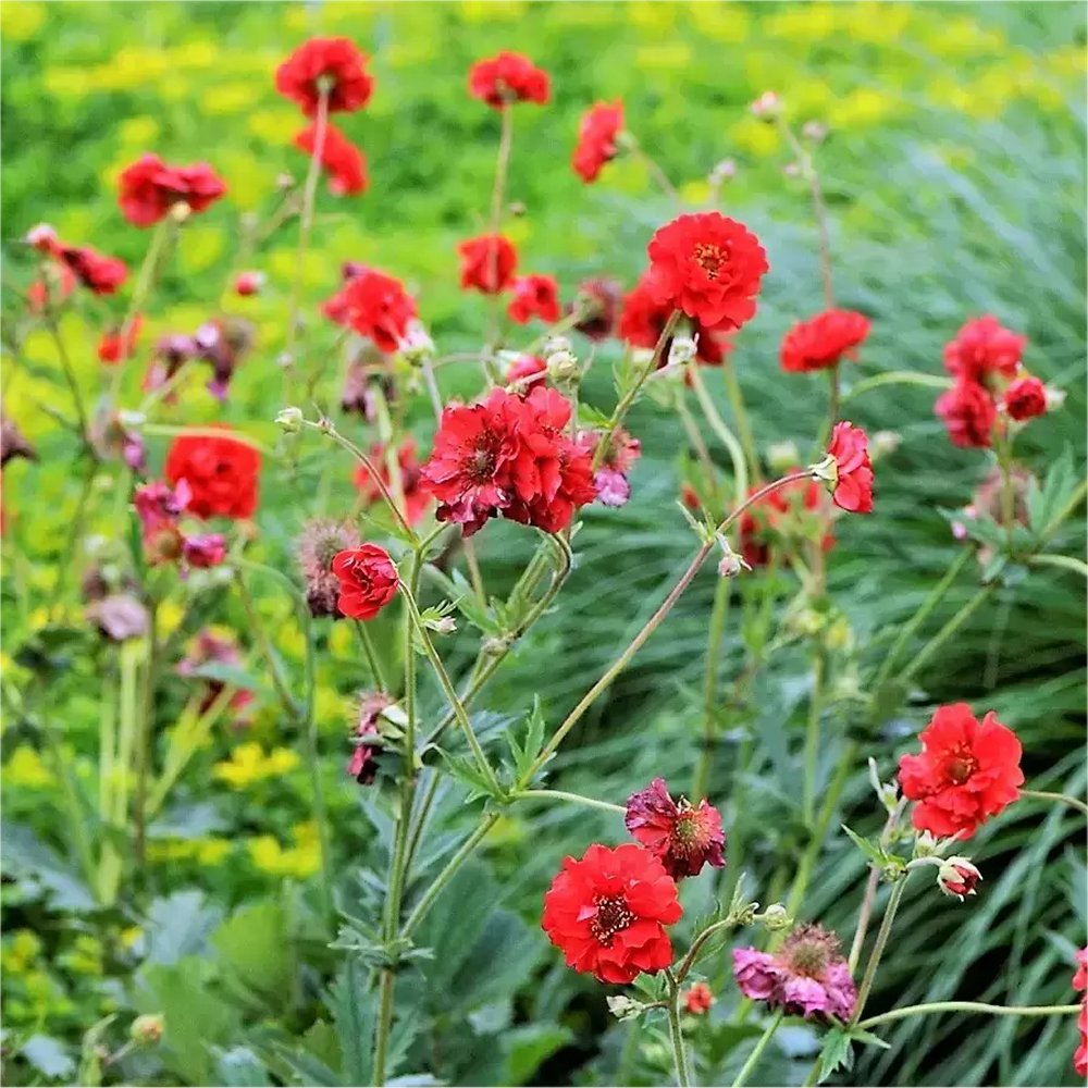 Geum Mrs Bradshaw - Avens - in Bud & Bloom