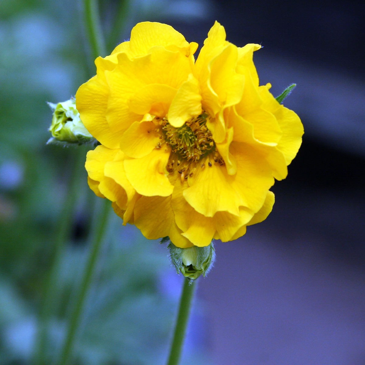 Geum Lady Stratheden - Avens - in Bud & Bloom