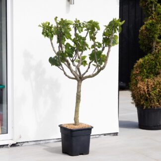 Giant Fig Tree - Ficus Carica 'Blanca Gota De Miel' - XXXL Large Specimen