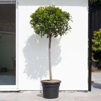 Giant Lollipop Bay Tree - Laurus Nobilis - Large XXXL Specimen - Circa 170-190cm