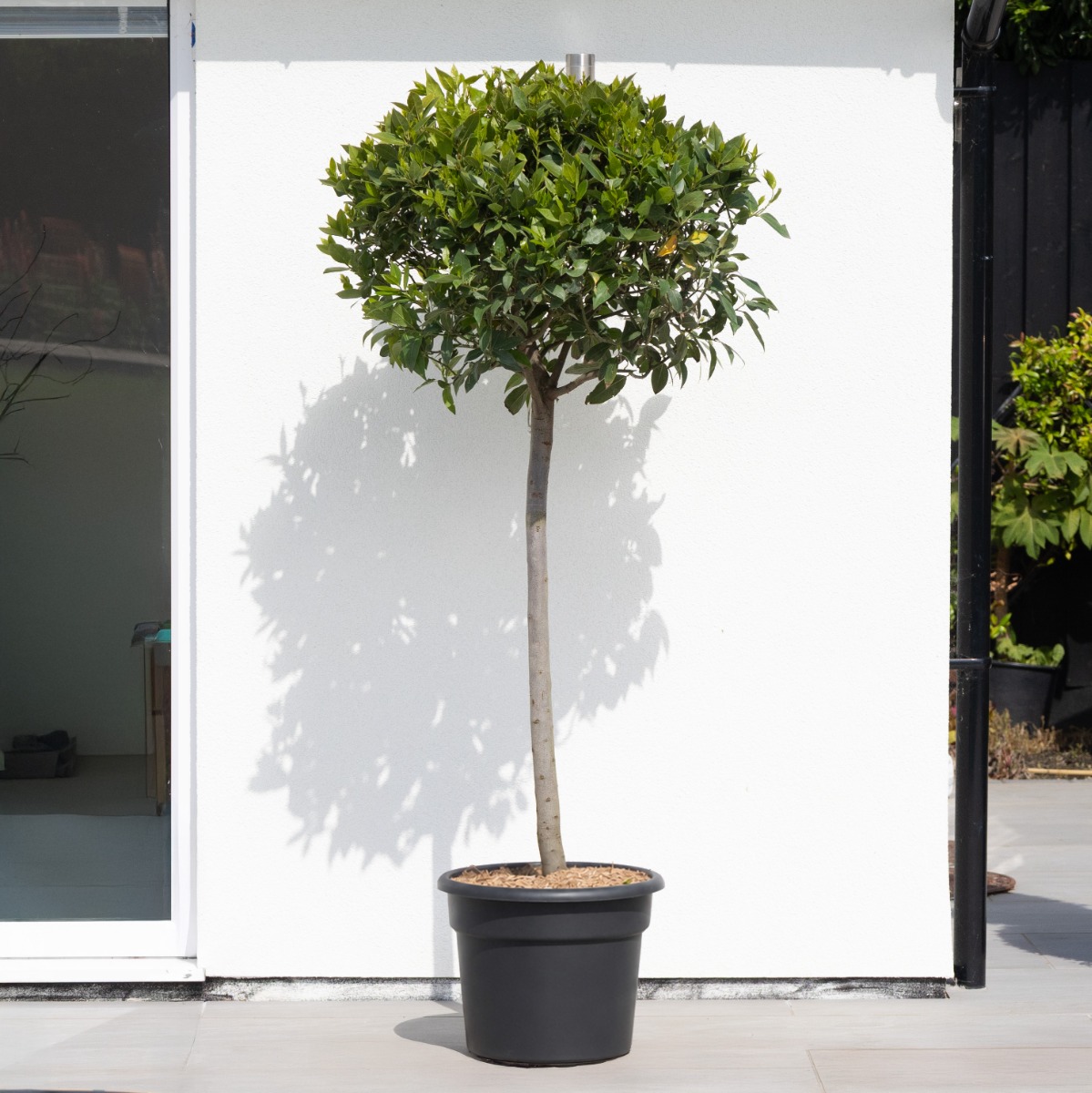 Giant Lollipop Bay Tree - Laurus Nobilis - Large XXXL Specimen - Circa 170-190cm