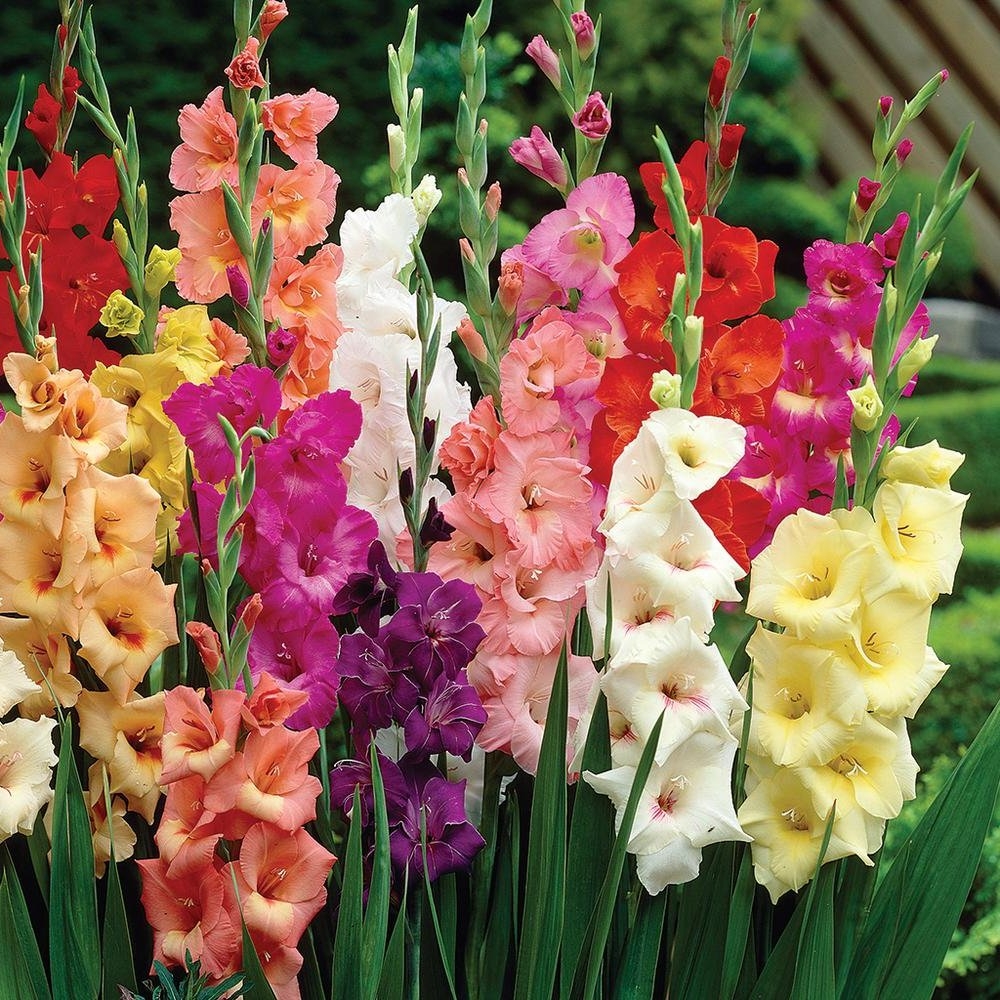 Gladiolus Giant Flowered Mixture - Pack of 10 Gladioli Corms
