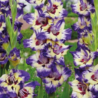 Gladiolus Circus Club - Pack of 7