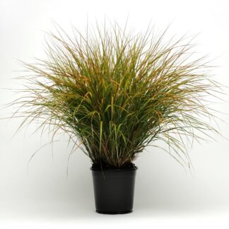 Anemanthele Sirocco - Pheasant's Tail Grass