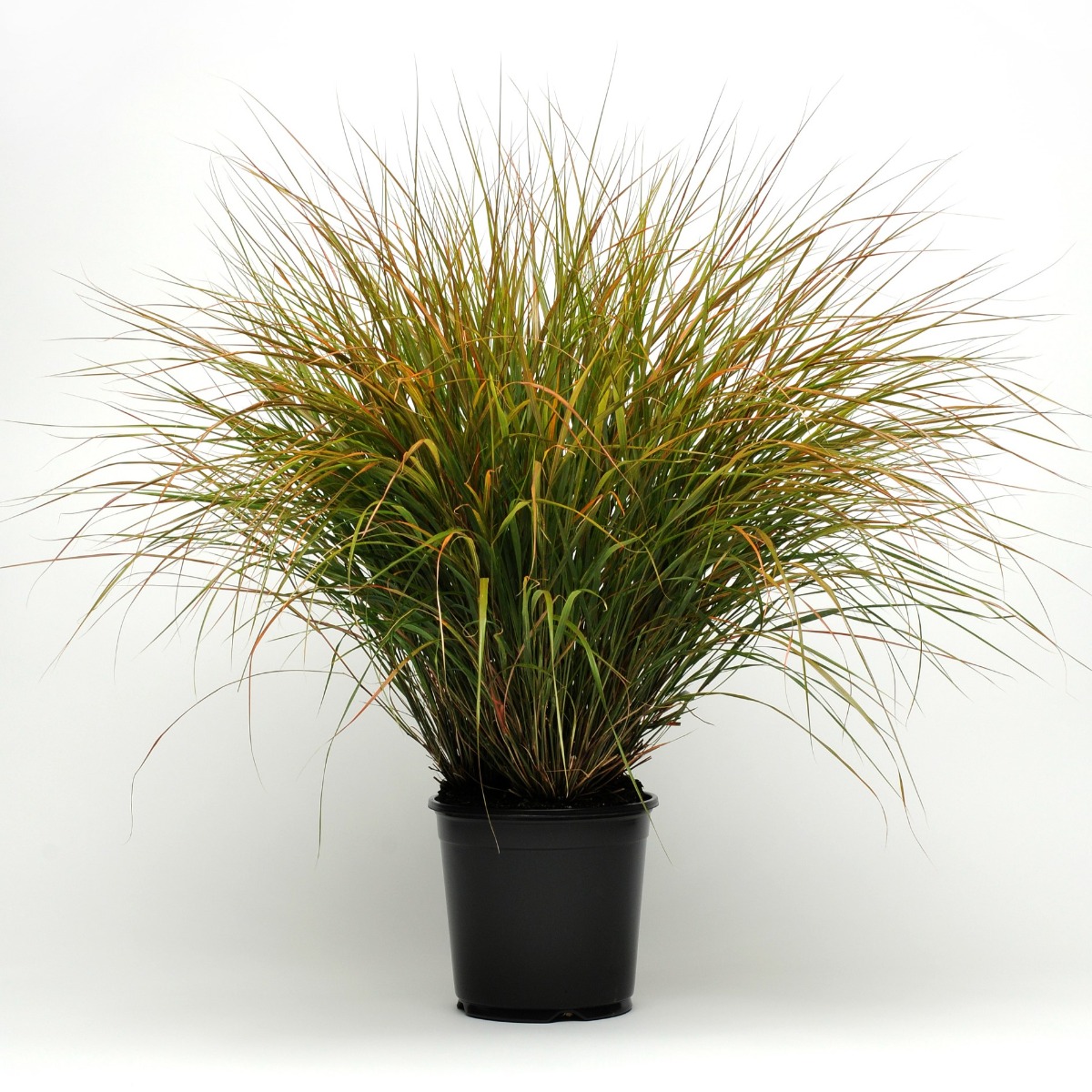 Anemanthele Sirocco - Pheasant's Tail Grass