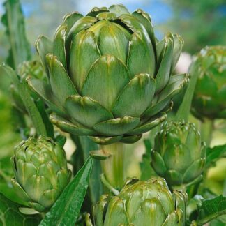 Artichoke Green Globe