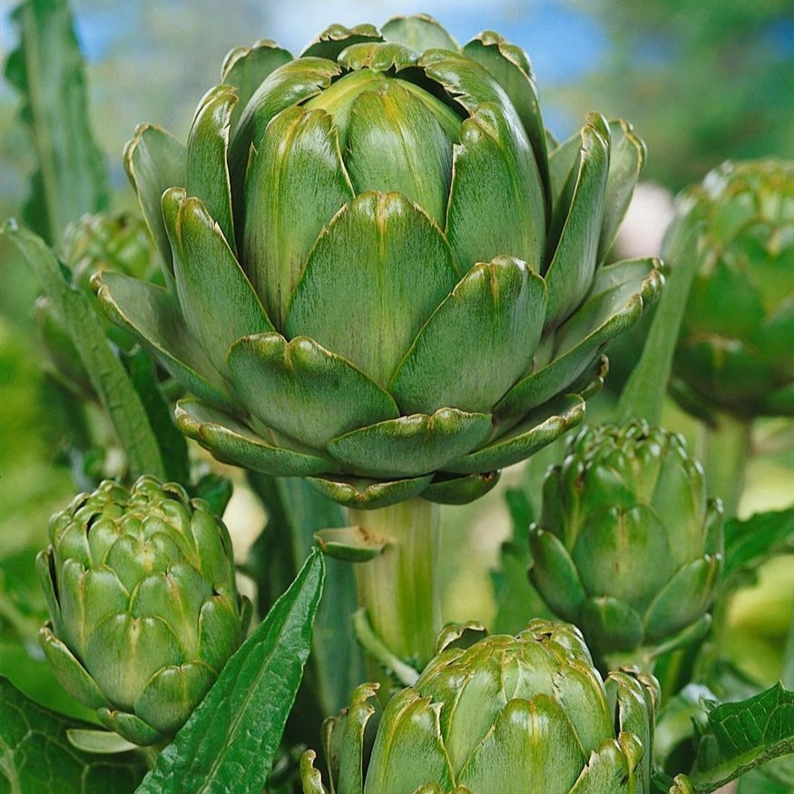 Artichoke Green Globe