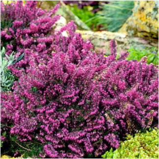 Erica 'Kramer's Red' - Large Deep Pink-Red Winter Flowering Heather - in Bud & Bloom