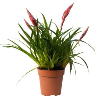 Vriesea Astrid - Flaming Sword Plant - 35cm