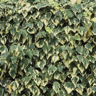 Hedera Canariensis Gloire De Marengo - Large Leaf Variegated Ivy