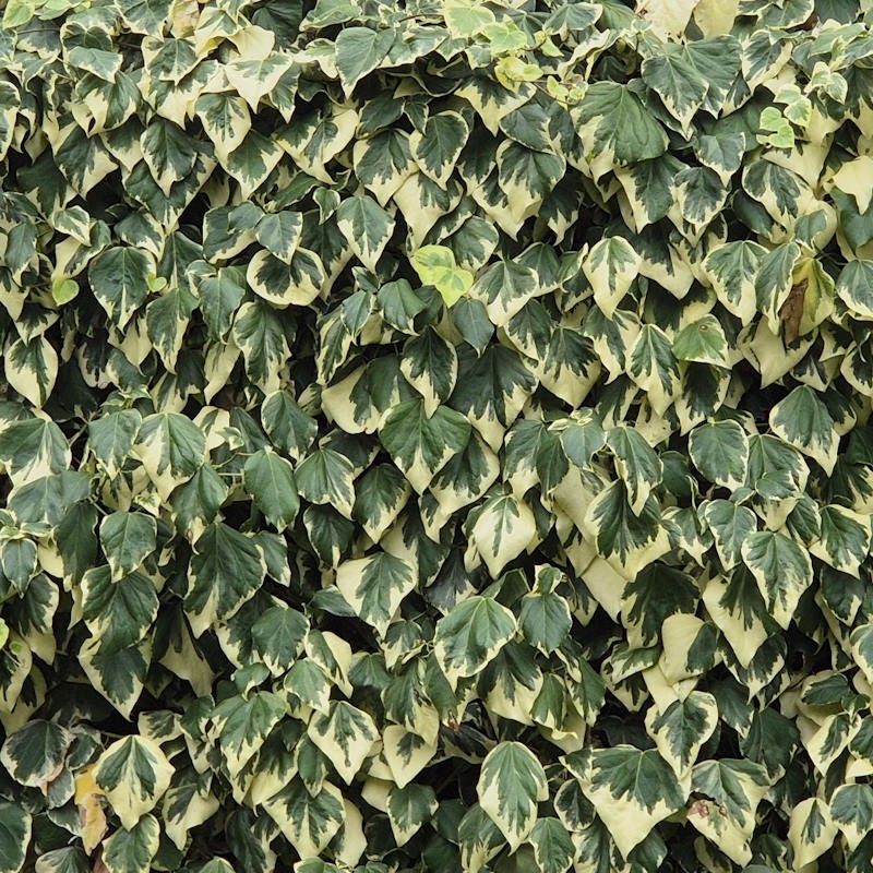 Hedera Canariensis Gloire De Marengo - Large Leaf Variegated Ivy