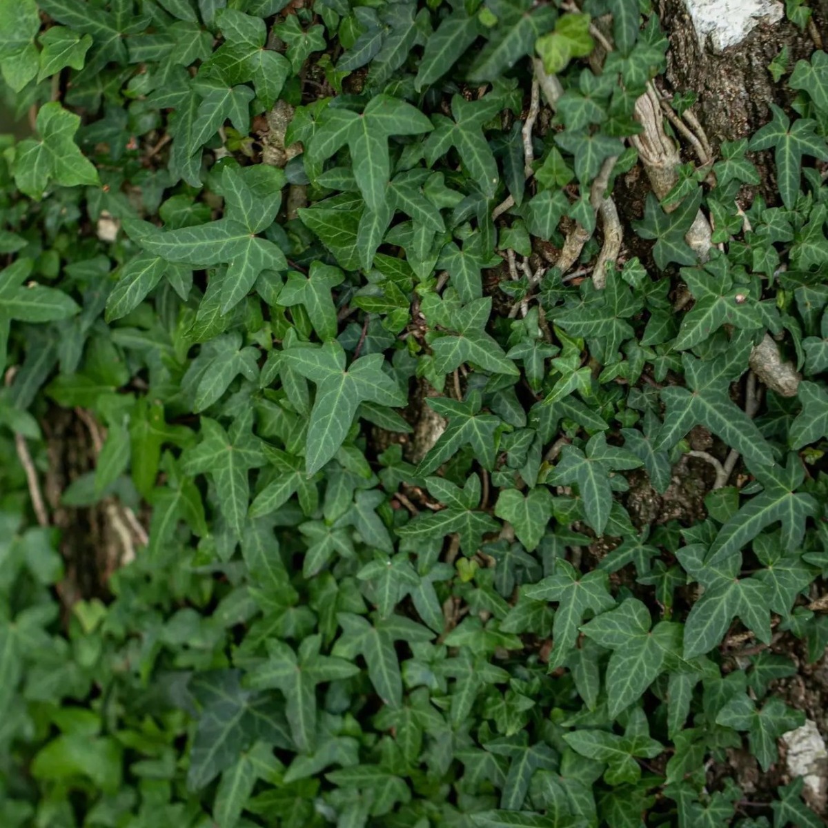 Hedera Helix 'Sagittifolia' - Ivy