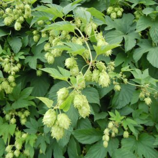 Humulus Lupulus 'Nordbrau' - Common Hop - Large 5-6ft Specimen Plant