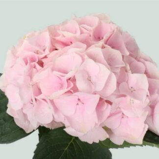 Hydrangeatouch of Pink - Large Flowered Mophead Hydrangea - XXXL Plants