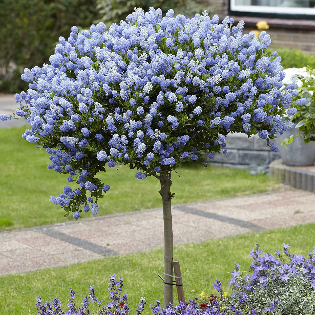 Evergreen California Lilac Tree - Patio Standard Ceanothus Repens