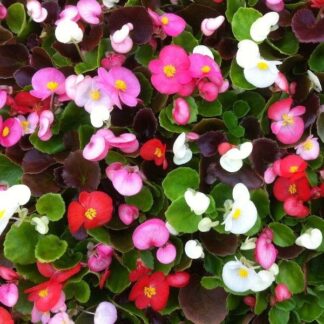 Begonia Semperflorens Mixed