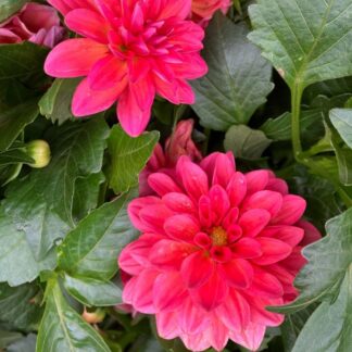 Patio Dahlia Coral Sunburst Plant - in Bud & Bloom