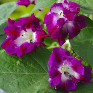 Ipomoea x Imperialis Sunrise Serenade - Morning Glory Climbing Vine