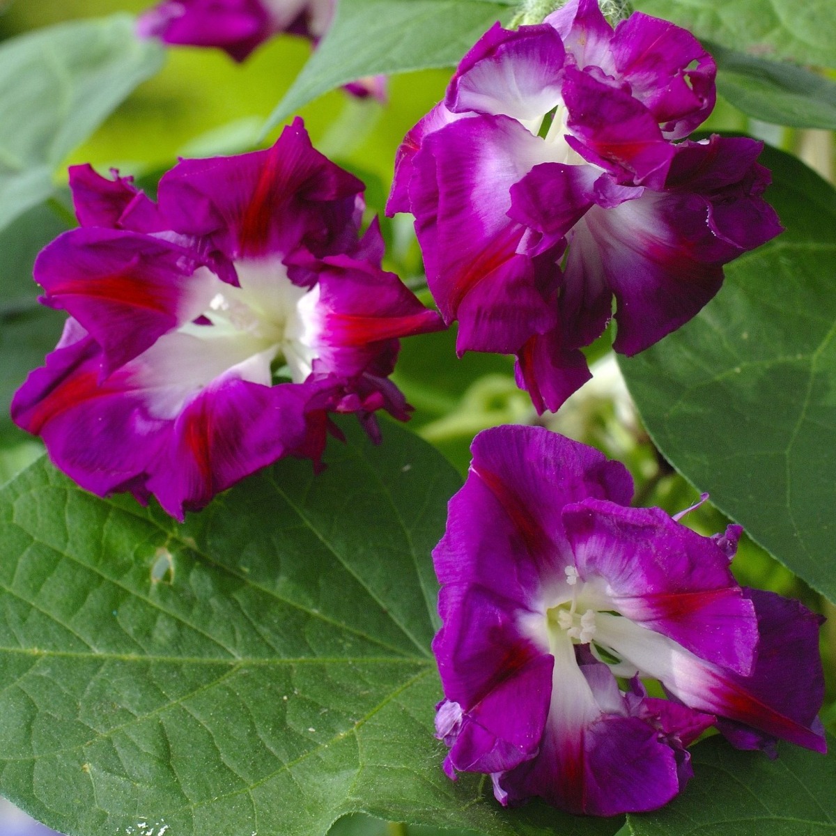 Ipomoea x Imperialis Sunrise Serenade - Morning Glory Climbing Vine