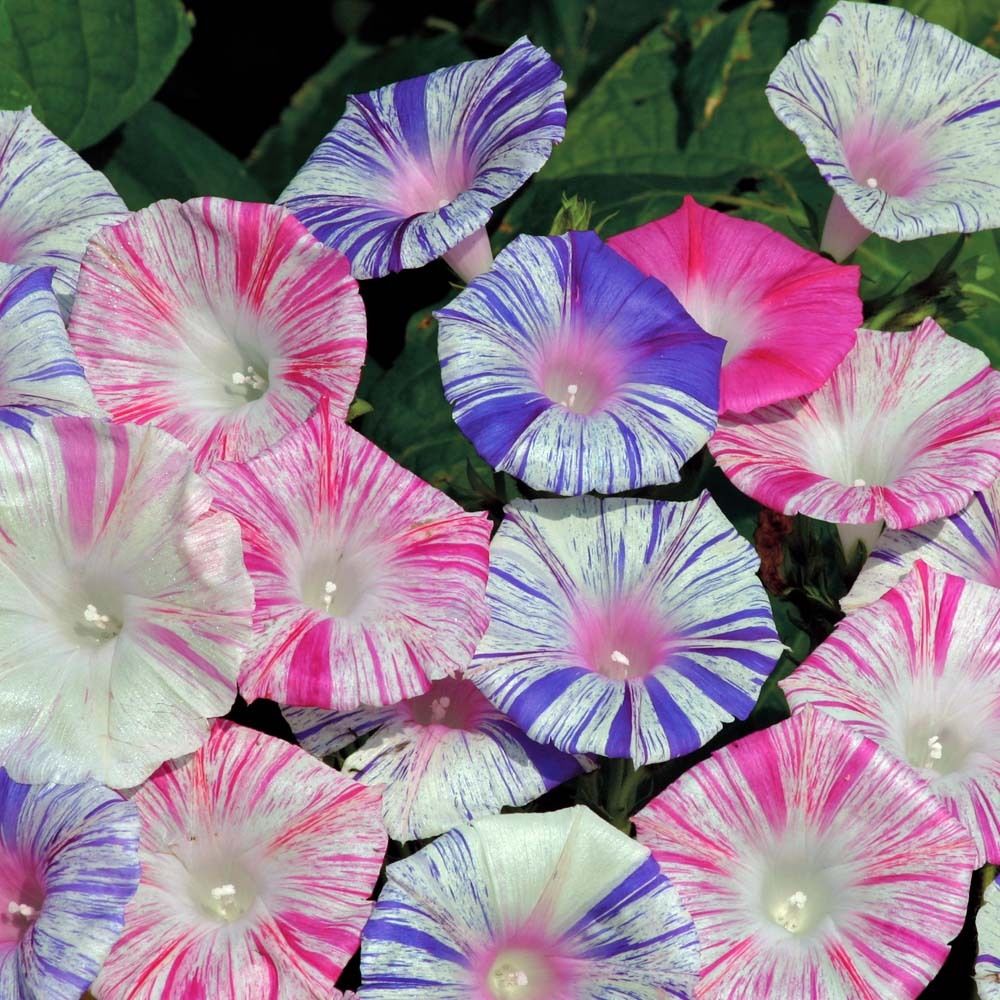 Ipomoea Peppermint - Morning Glory Climbing Vine