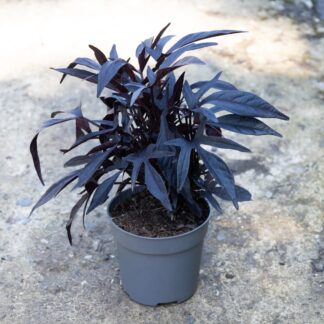 Ipomoea Batatas 'Blackie'