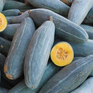 Squash Plant 'Guatemalan Blue Banana'