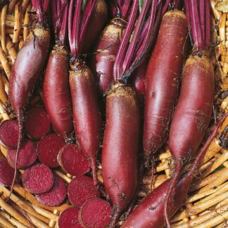 Beetroot Plant 'Cylindra'