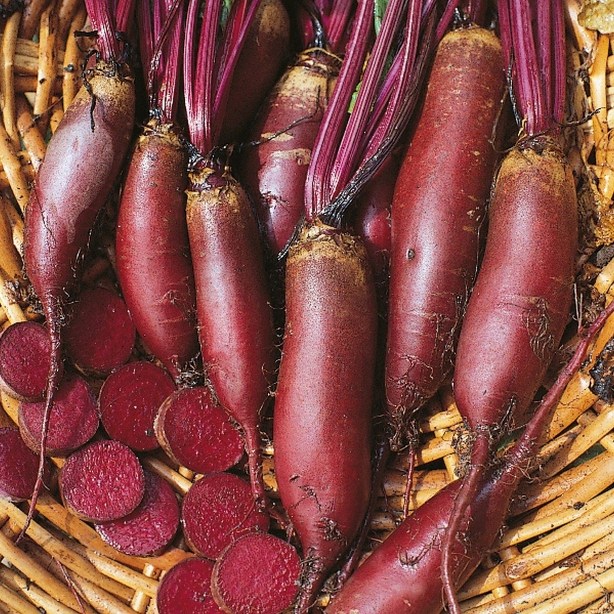 Beetroot Plant 'Cylindra'
