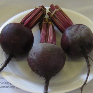 Beetroot Plant 'Red Ace F1'