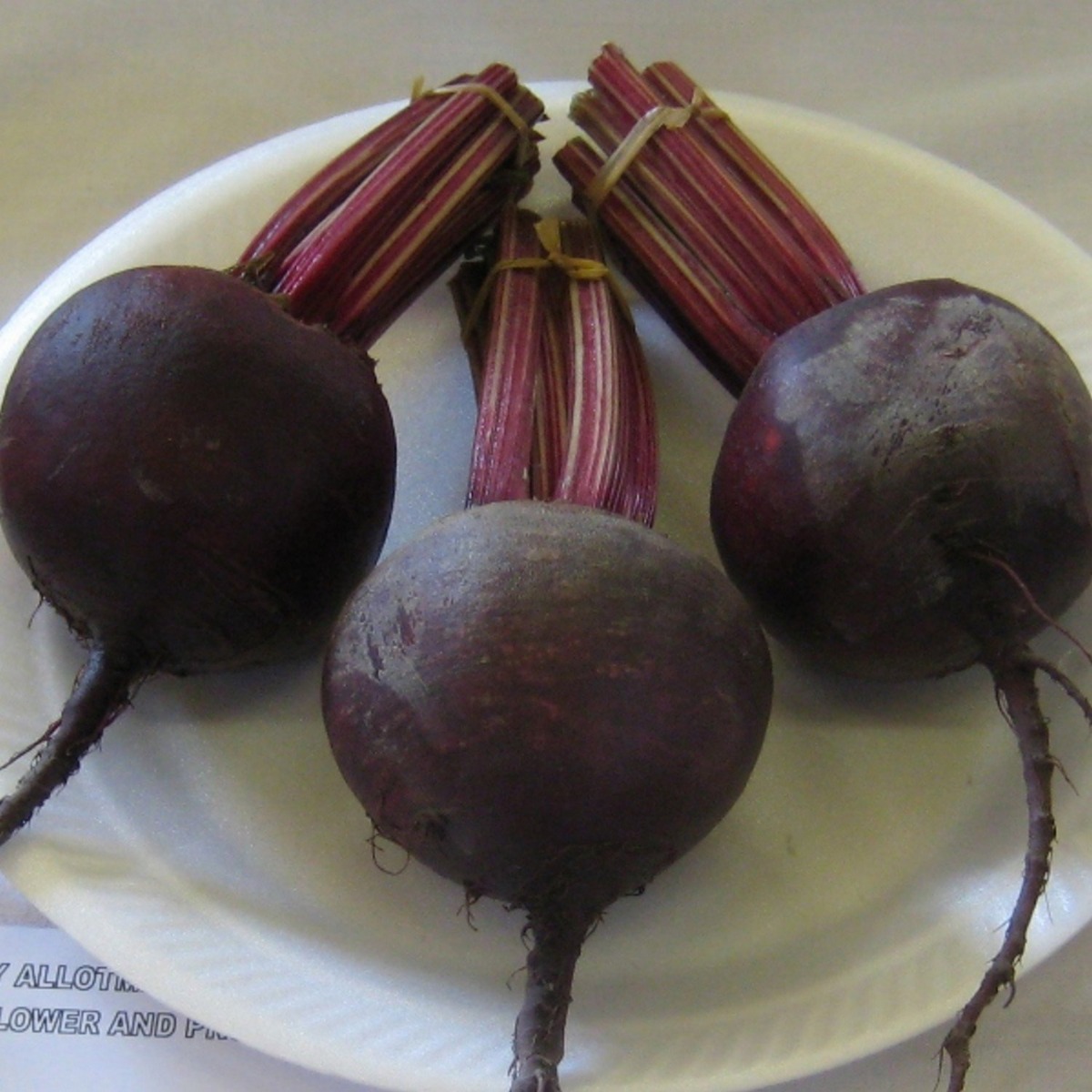Beetroot Plant 'Red Ace F1'