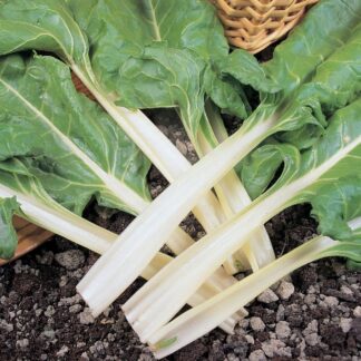 Beet Plant - Leaf Swiss Chard