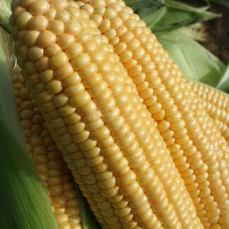 Large Sweetcorn Plant 'Goldcrest F1'