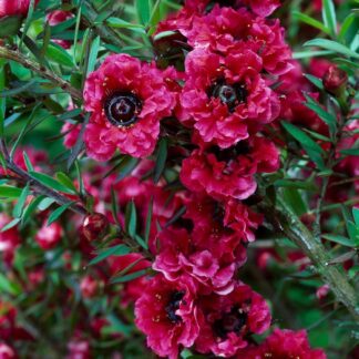 Leptospermum Scoparium 'Red Damask'