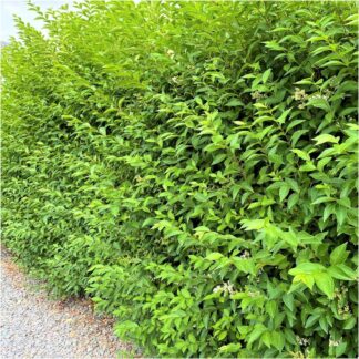 Green Privet Hedging - Ligustrum Vulgare Atrovirens