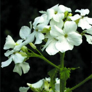 Lunaria Annua (Biennis) - Alba