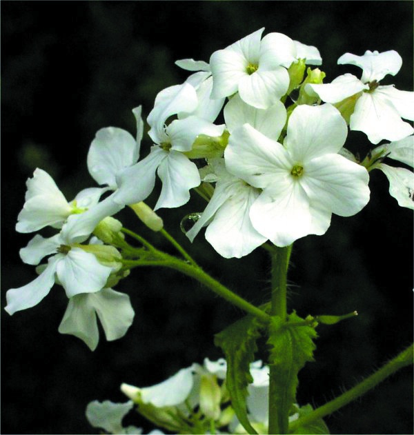 Lunaria Annua (Biennis) - Alba