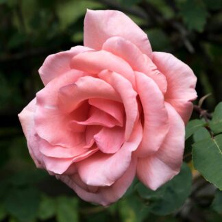 Rose 'Matchmaker' - Floribunda Rose