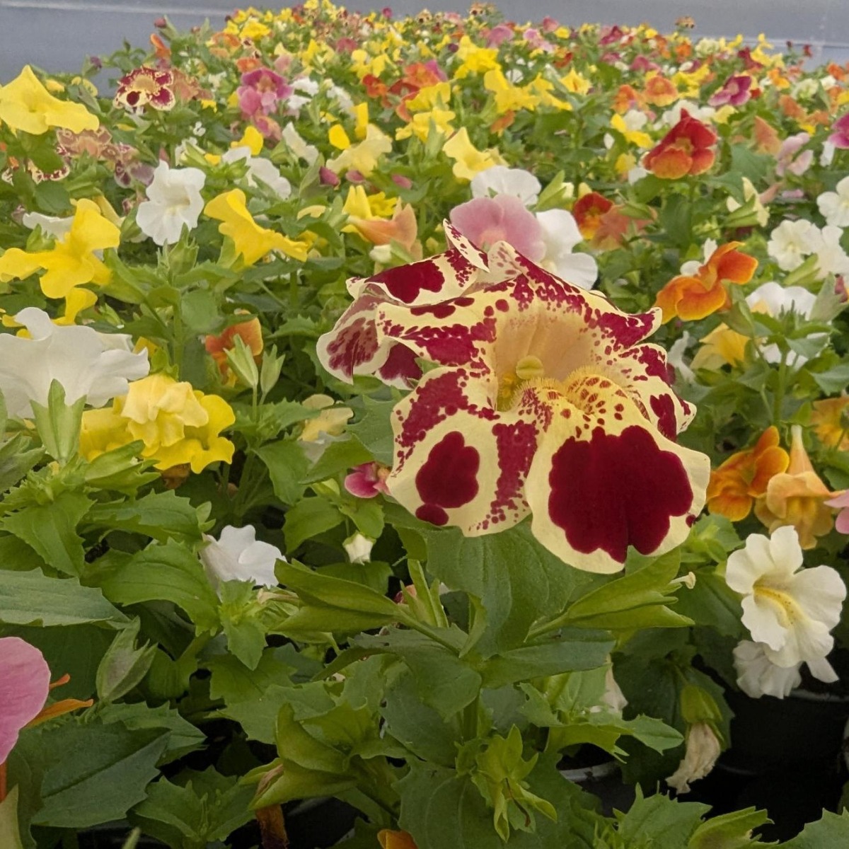 Mimulus x Hybrida 'Maximus Mixture' - Monkey Flowers