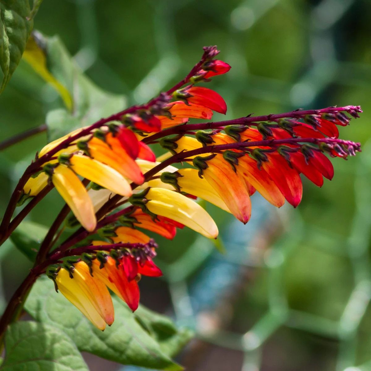 Ipomoea Lobata 'Jungle Queen' - Mina Lobata 'Spanish Flag'