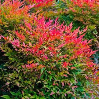 Nandina Domestica Gulf Stream - Heavenly Bamboo - Large Specimen