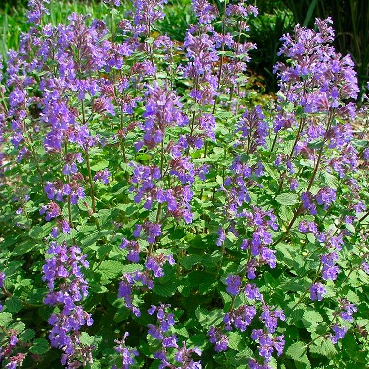 Nepeta Fasennii Junior Walker - Dwarf Cat Mint