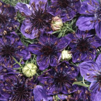 Nigella Papillosa Midnight