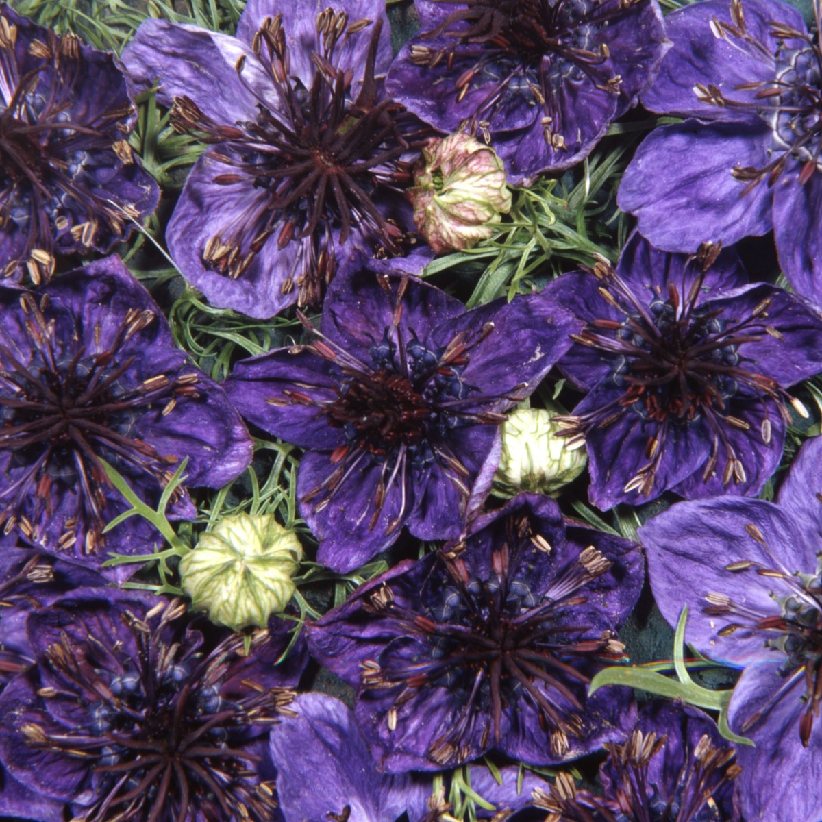 Nigella Papillosa Midnight