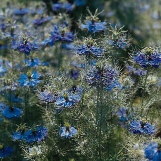 Nigella Damascena Miss Jekyll Dark Blue