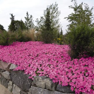 Petunia Hybrida Wave Pink